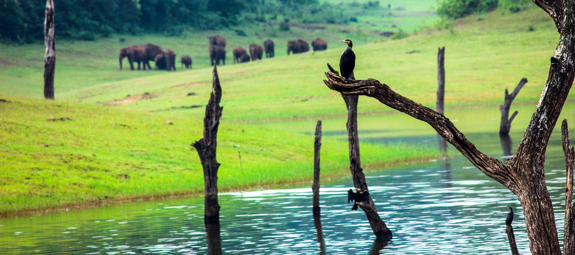 Wild elephants in Munnar