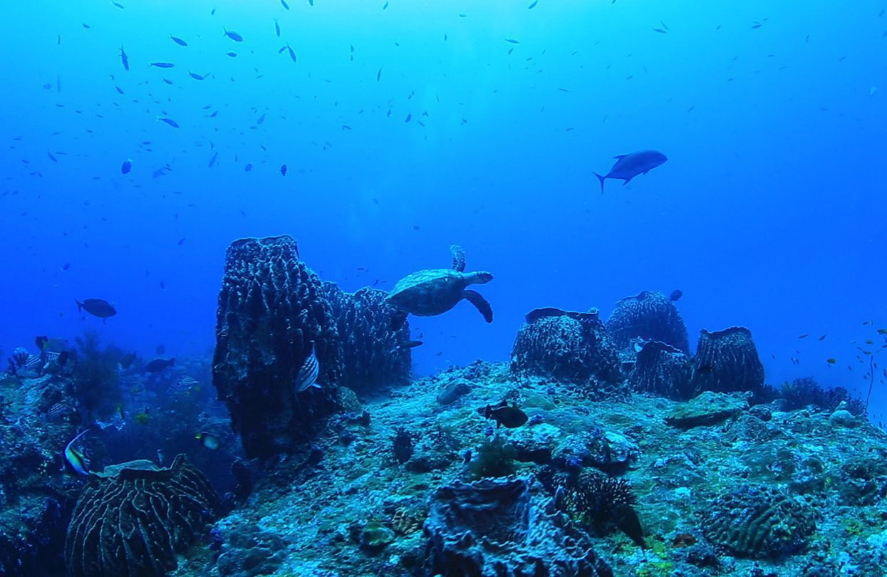 Turtles during scuba diving in Andaman