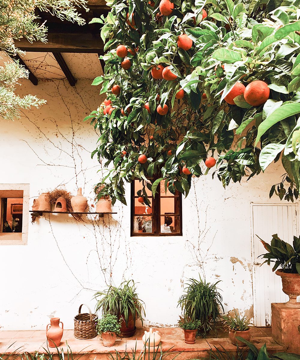 Sóller’s famous oranges