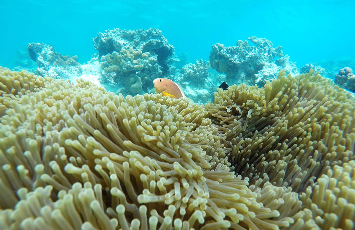 Snorkeling around Mnemba Island, Zanzibar, image by AlexandraPlanquais, shutterstock