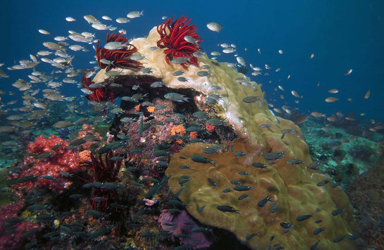 Coral reefs at Pulau Tioman, Image by Norhayati, shutterstock