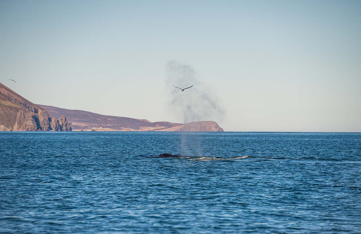 A humpback whale in Skjálfandi Bay, Image by Marmore, Shutterstock