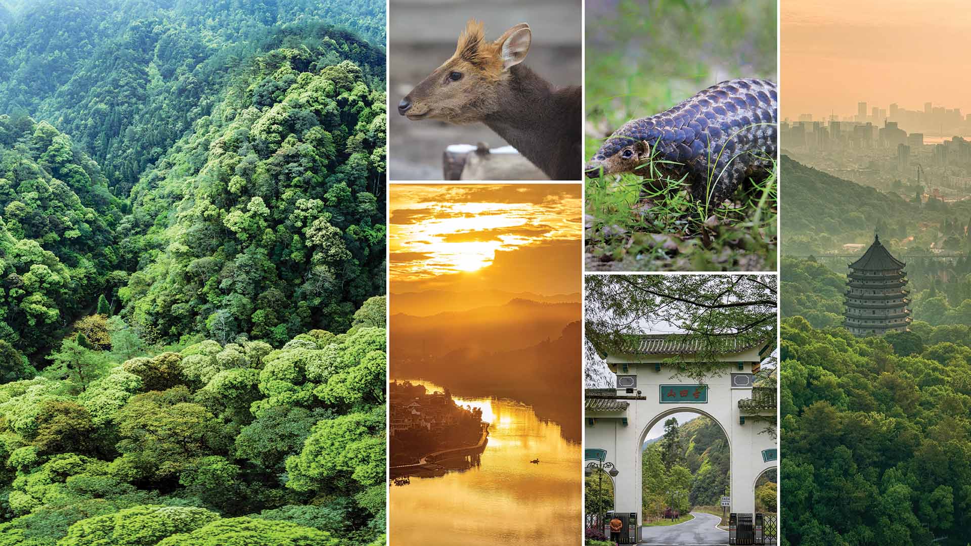 Qianjiangyuan - China's Amazon Rainforest Perfect for Forest Bathing