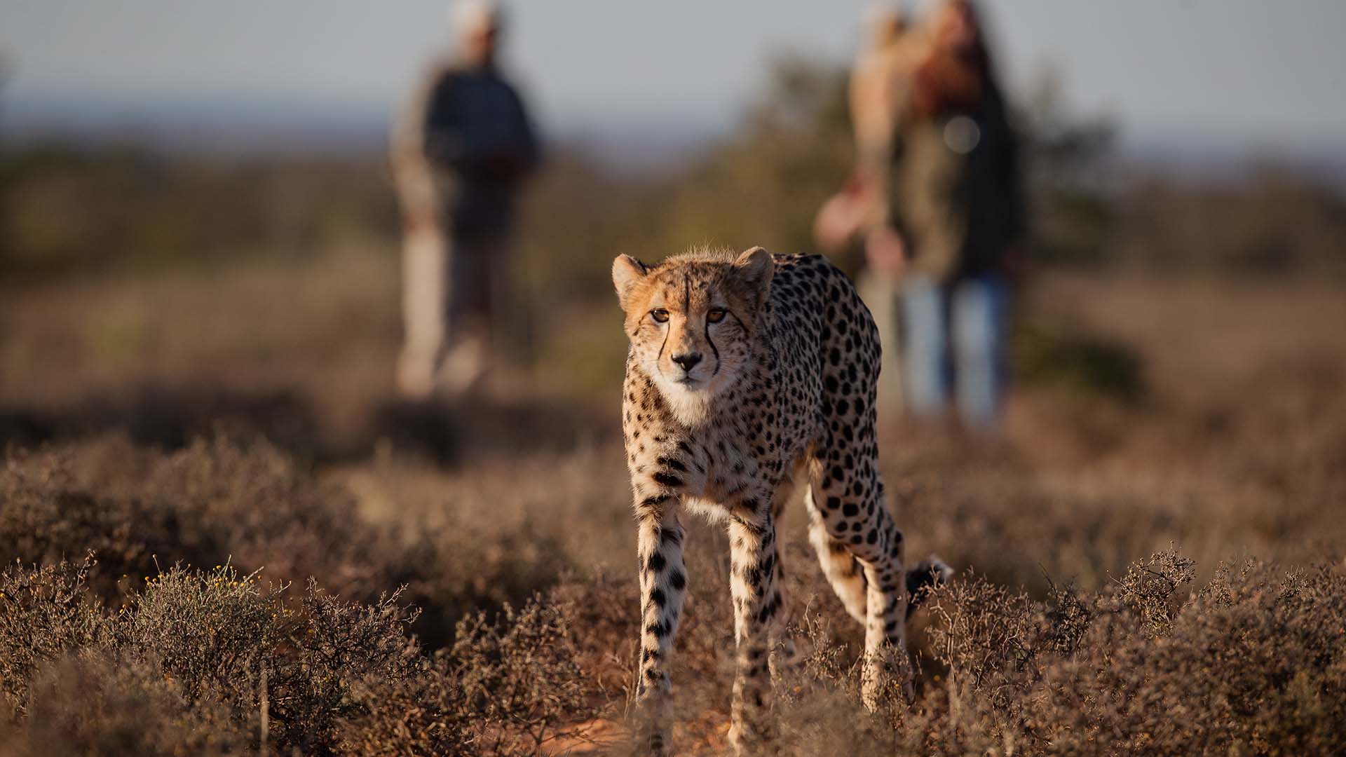 Cheetah tracking on foot at Samara Karoo, Black Bean Productions